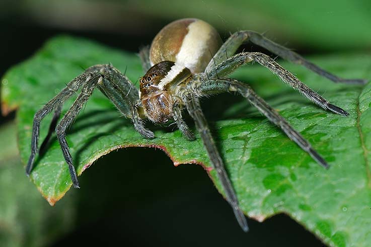 Dolomedes fimbriatus